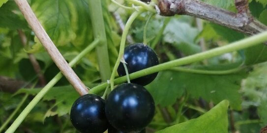 Как выкорчевать смородину и что посадить на ее месте - фото