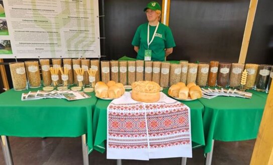 2 новых сорта яровой пшеницы с высоким потенциалом представил ИЦиГ СО РАН на Всероссийском дне поля