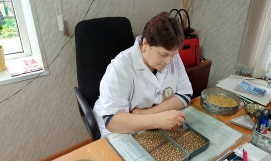 Пшеница удивила урожайностью аграриев Арзгирского округа Ставропольского края