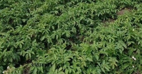 Какие отечественные сорта семенного картофеля и кукурузы выбрали аграрии Новосибирской области в этом сезоне