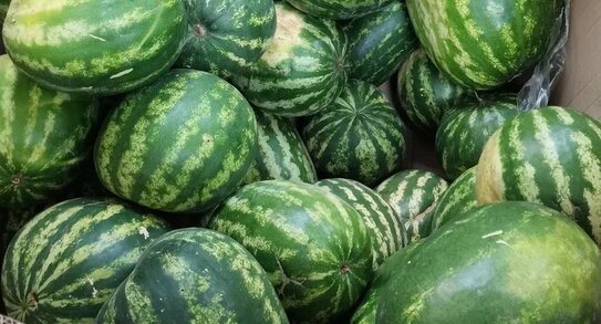 Донбасские арбузы. Насколько сладким получился первый урожай 2026 года 