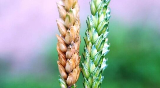Фузариоз колоса развивается на некоторых полях яровой пшеницы в Чувашии