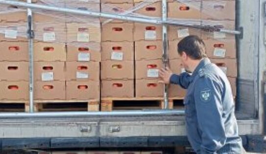 Помидоры с вирусом коричневой морщинистости плодов томата приехали из Беларуси