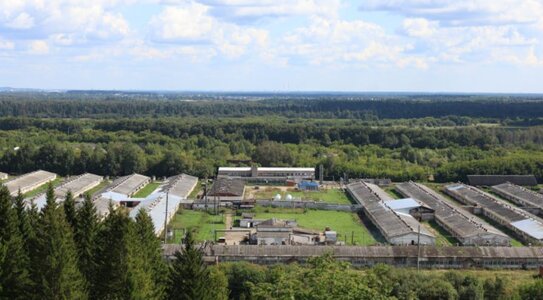 Пермский край готовится укрепить свои позиции в свиноводстве