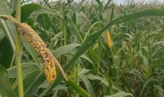 Почему кукуруза выбрасывает пасынки и меняет пол?
