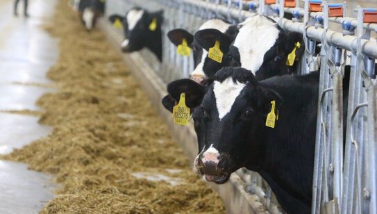 Томская область занимает первое место в Сибири по продуктивности молочных коров