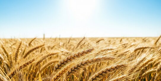 С праздником, созидатели: агропортал AGRO XXI поздравляет с Днем работника сельского хозяйства и перерабатывающей промышленности!