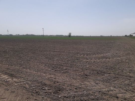 Bionovatic-Agro: осмотр посевов хлопчатника - фото