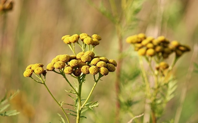 tanaceto como insecticida