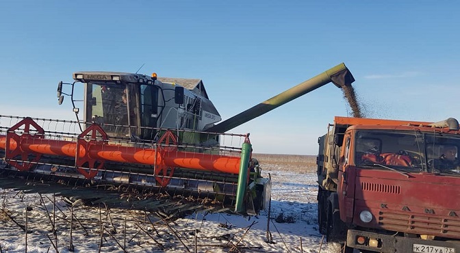 подсолнечник в ульяновской области