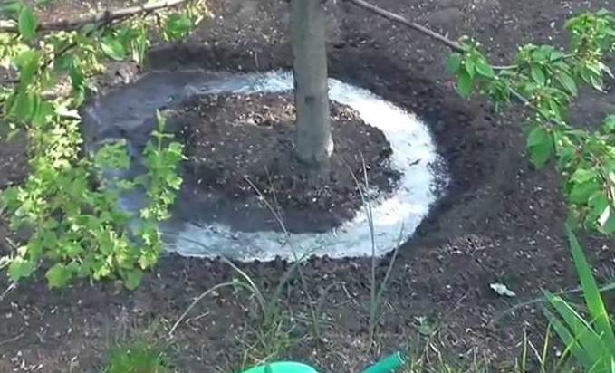 полив деревьев осенью