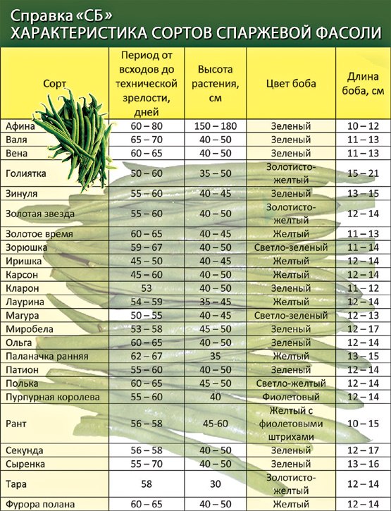 Схема посадки спаржевой фасоли в открытый грунт