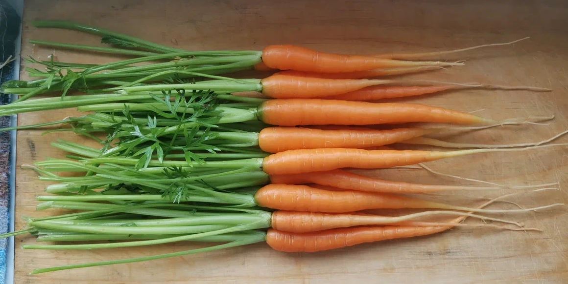 Variedades tempranas de zanahorias maduras