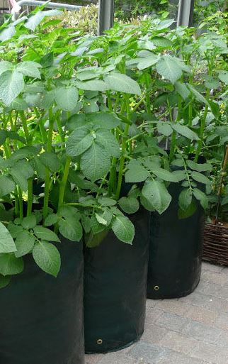 ранний картофель
