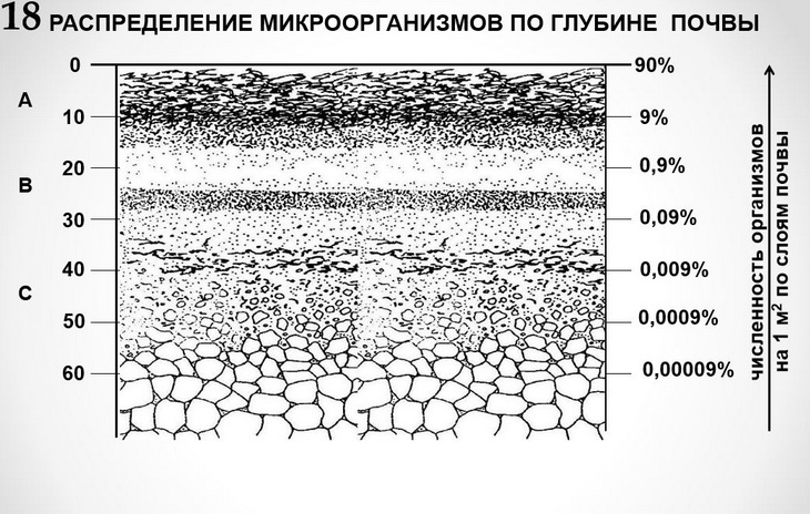 распределение микроорганизмов в почве