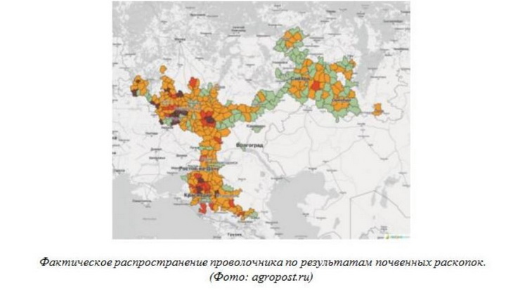 распространение проволочника