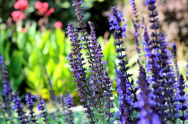 plantas de jardín de arena