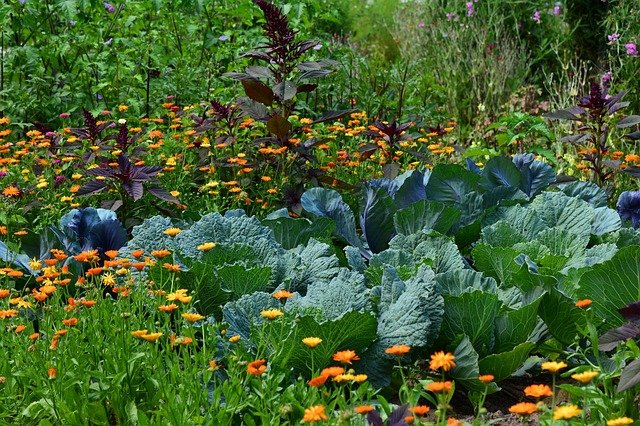 plantas compañeras de repollo