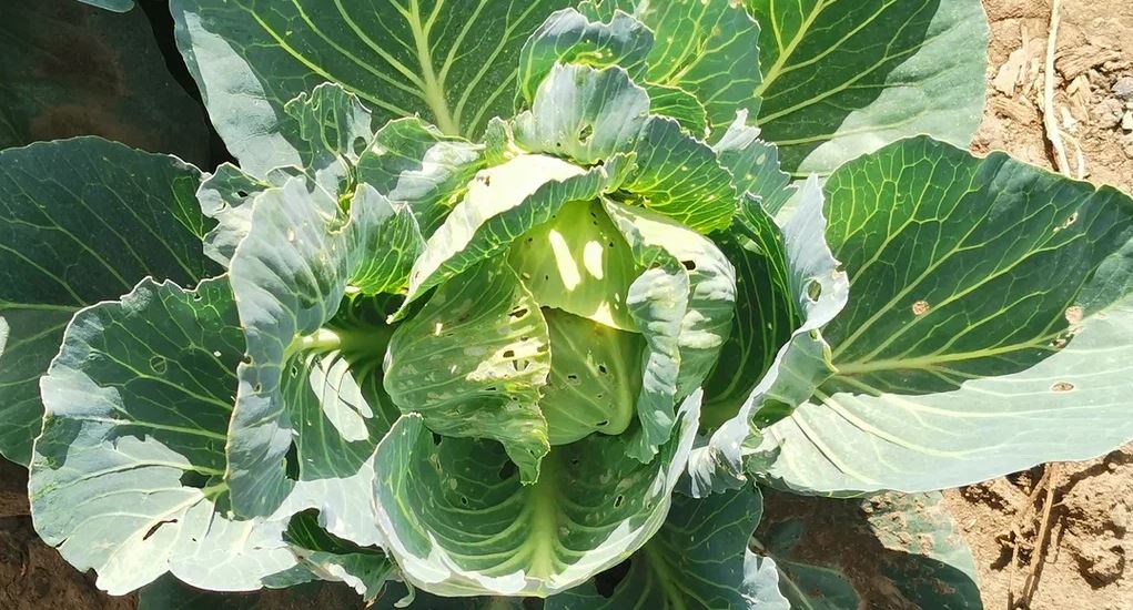 plantas compañeras de repollo