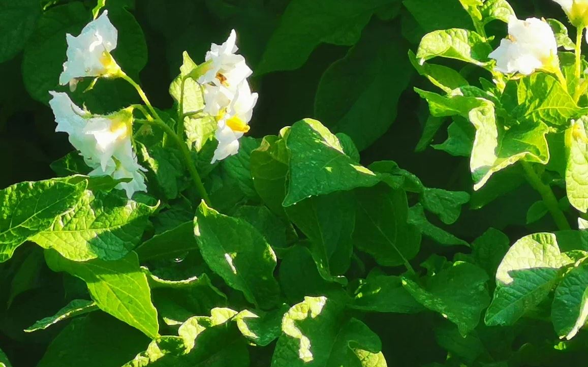 plantas acompañantes para papas