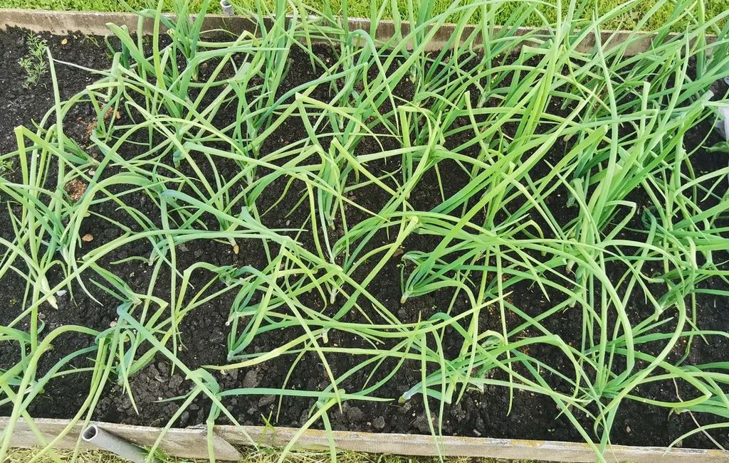 plantas acompañantes de cebolla