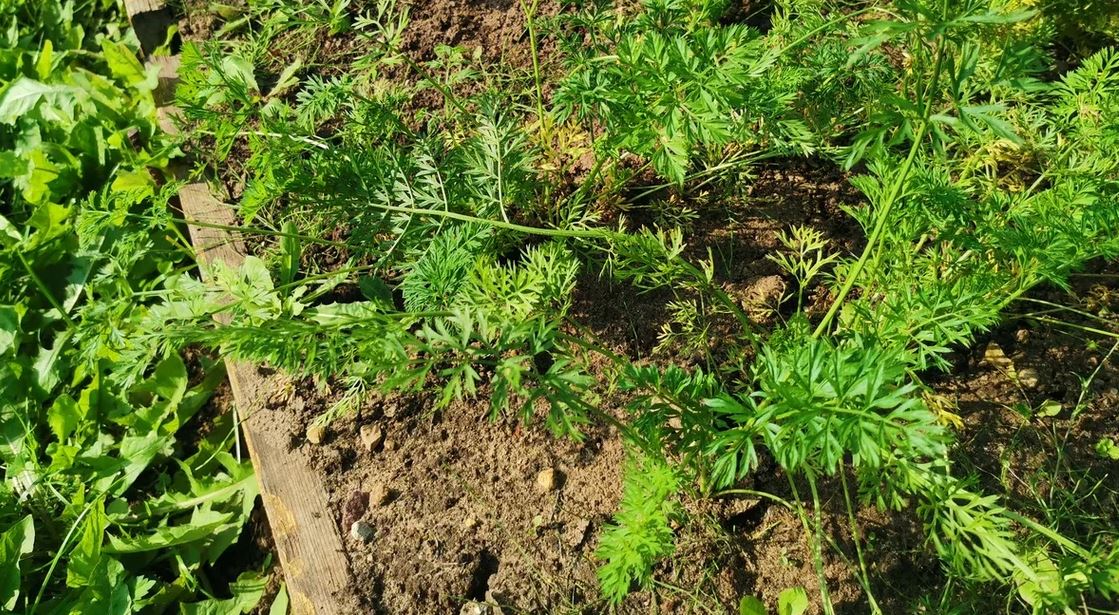 plantas acompañantes para zanahorias