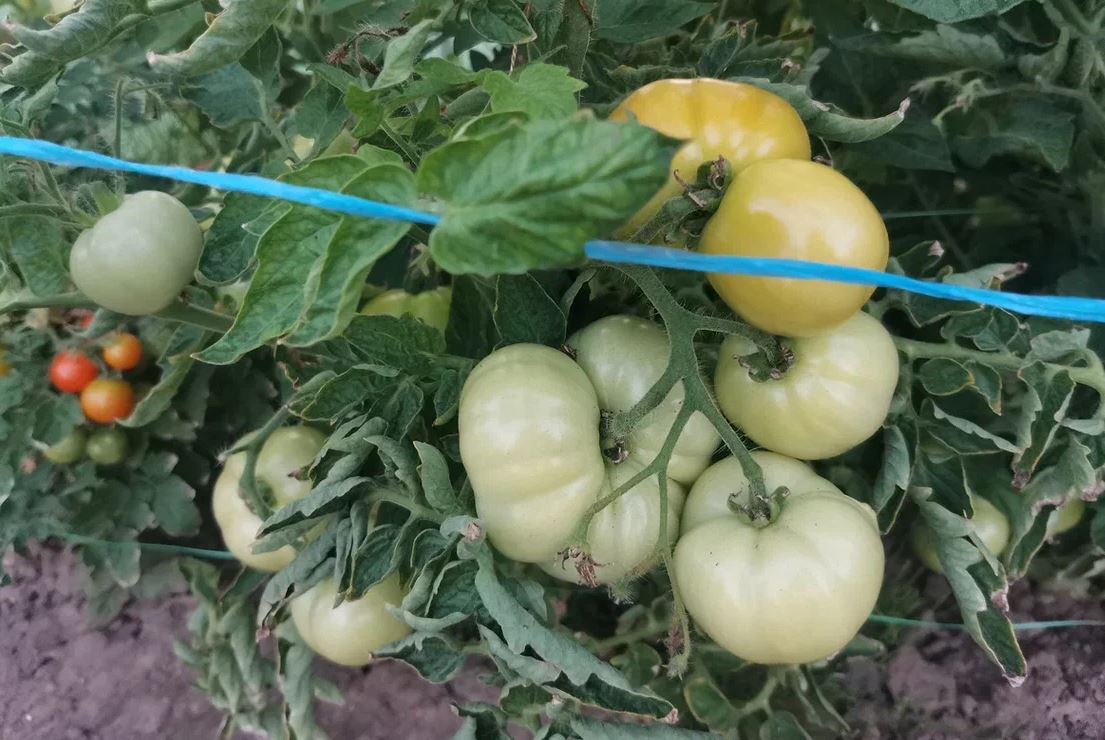 plantas acompañantes para tomates