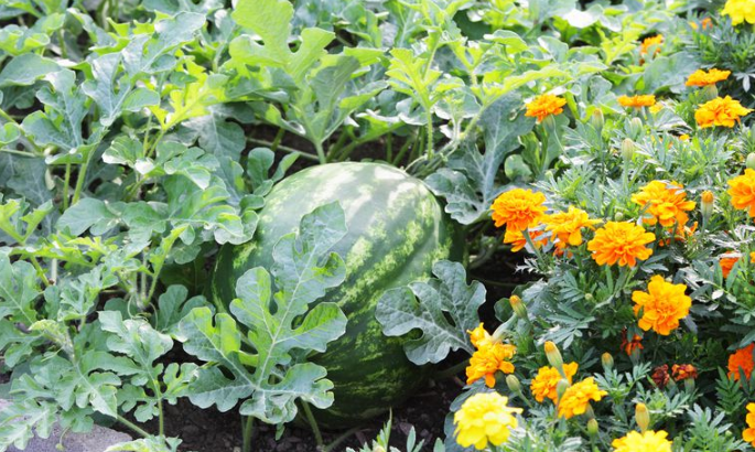 plantas compañeras