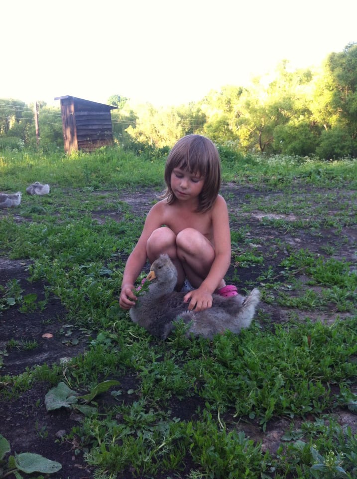 разведение гусей