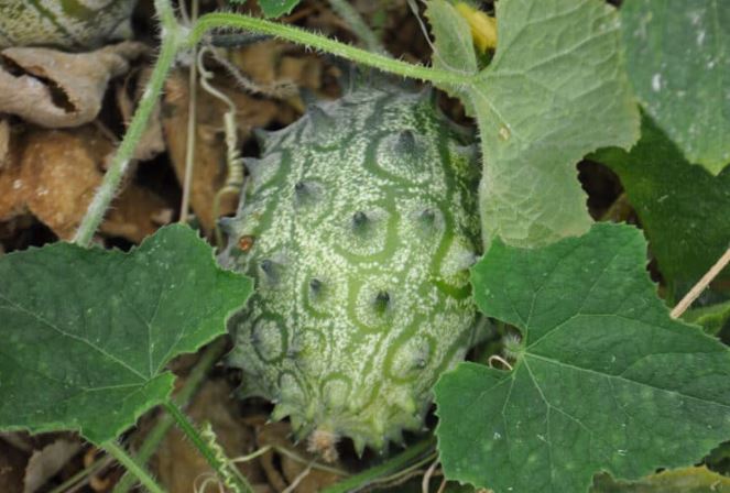 melón de cuernos cómo crecer