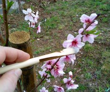 ручное опыление яблони