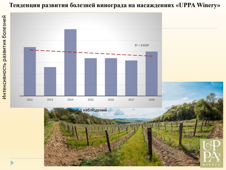органические виноградники магарач