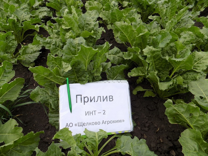 сахарная свекла прилив