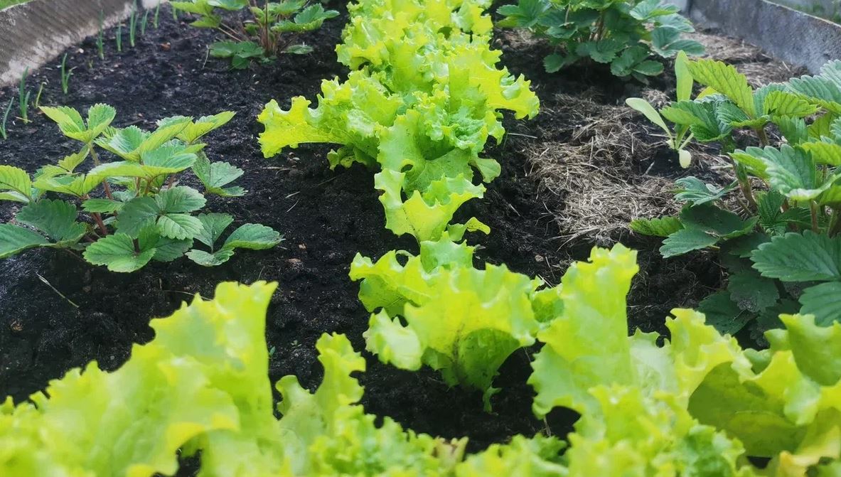 plantando lechuga