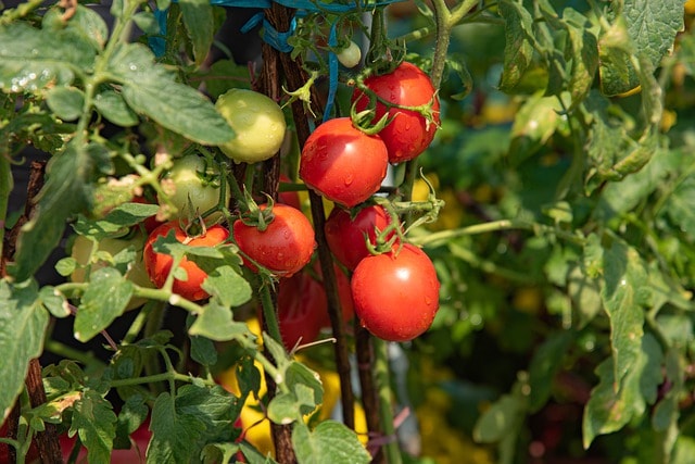 fungicida casero para tomates