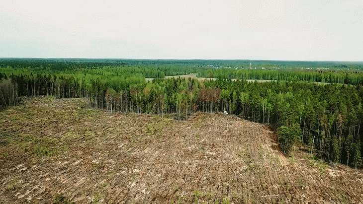 санитарная рубка леса