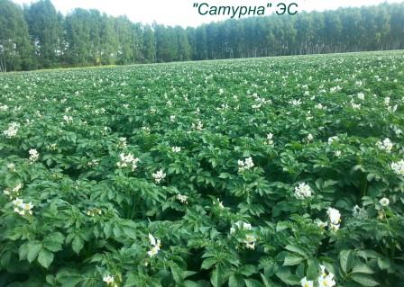 сатурна картофель