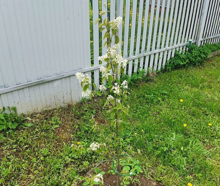 саженец ирги где купить