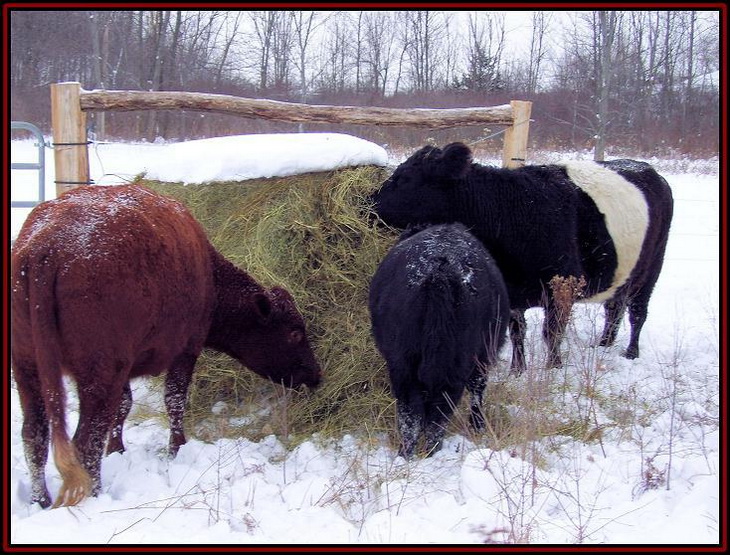 коровы едят сено из валка