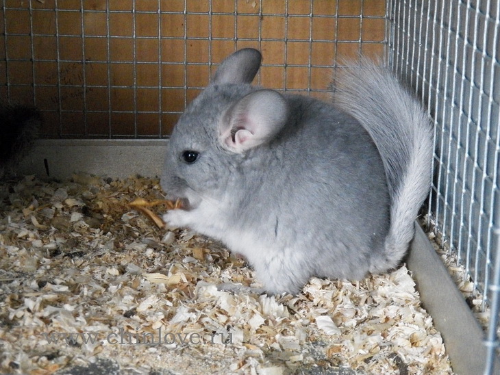 шиншилла голубая