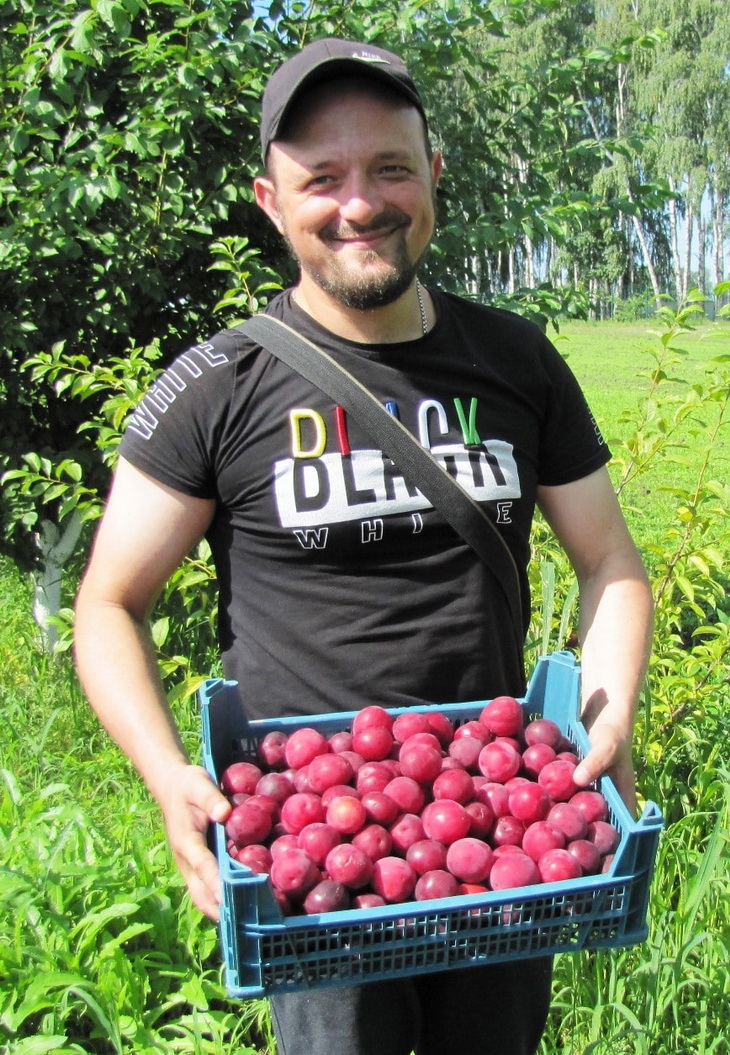 слива русская