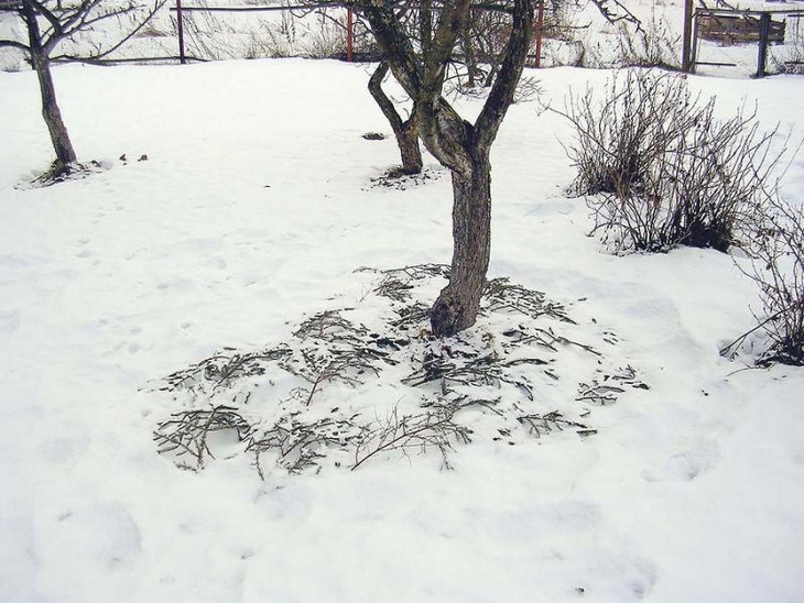 снегозадержание в саду