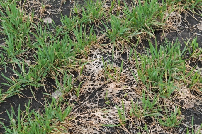 • снежная плесень(фузариоз) газон. Плесень на озимых. Снежная плесень озимых злаковых культур. Питиозная снежная плесень. Снежная плесень на озимой ржи.