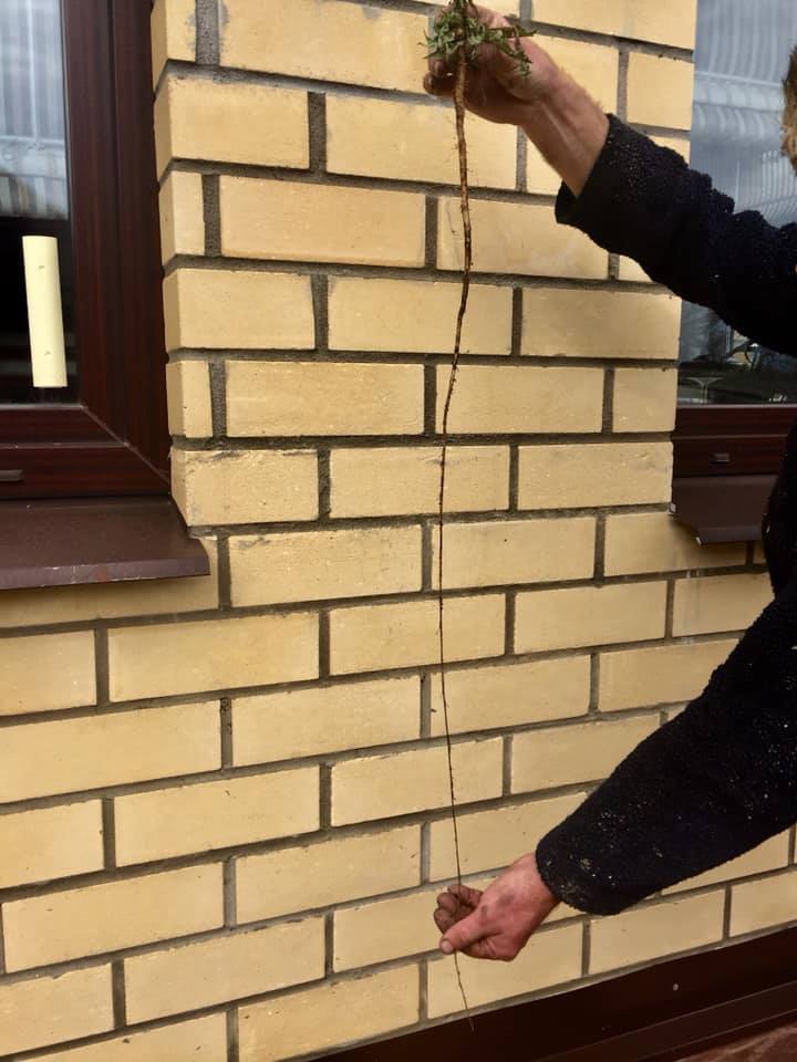 сорняки на даче как бороться
