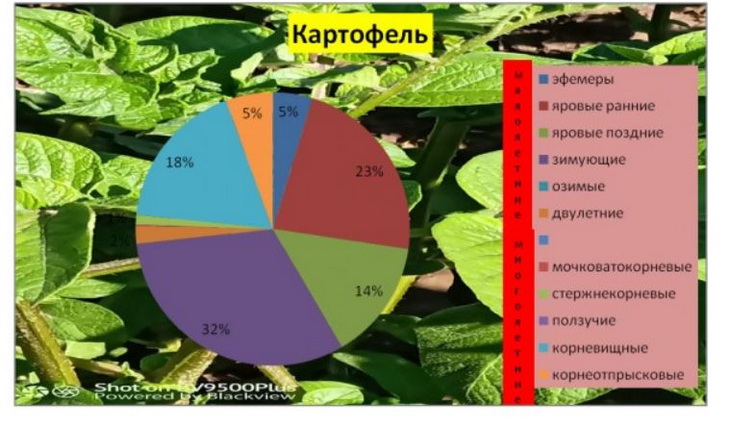 сорняки на картофеле