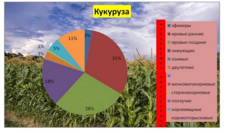 сорняки на кукурузе