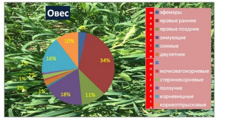 сорняки на овсе