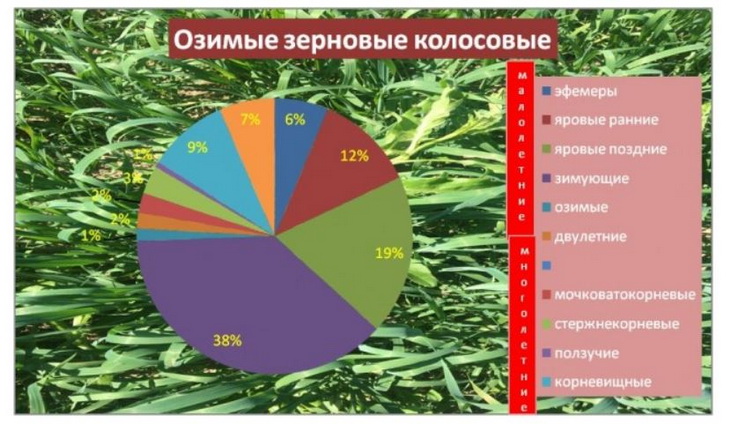 сорняки на озимых