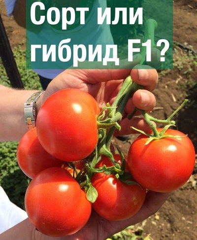 что такое гибрид растения что такое гибрид растения