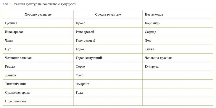 соседство с кукурузой